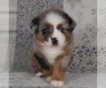 Small #14 Miniature Australian Shepherd