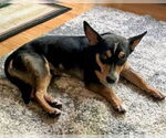 Small #3 Welsh Corgi Mix