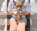 Puppy Puppy 2 Pembroke Welsh Corgi
