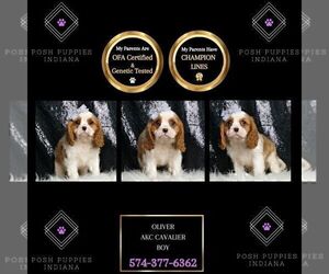 Medium Cavalier King Charles Spaniel