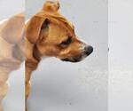 Small #4 Basset Hound Mix