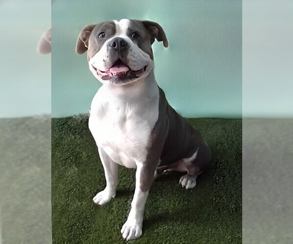 Medium Photo #2 Boxer-Unknown Mix Puppy For Sale in Pasadena, CA, USA