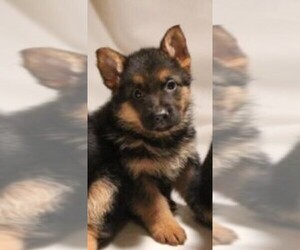 German Shepherd Dog Puppy for sale in GR, MI, USA