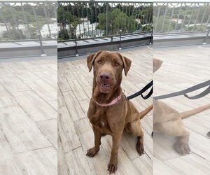 Delilah - Female Chesapeake Bay Retriever Dog for Adoption - Photo #7