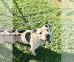 Small American Pit Bull Terrier Mix