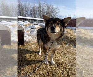 Siberian Husky-Unknown Mix Dogs for adoption in Fairbanks, AK, USA