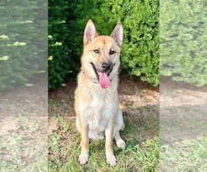 Mutt Dogs for adoption in Spring Lake, NJ, USA