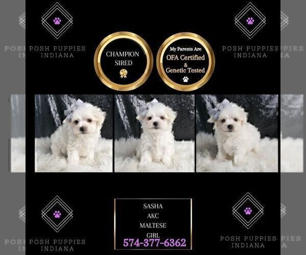 Medium Photo #103 Maltese Puppy For Sale in WARSAW, IN, USA