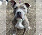 Small #4 American Pit Bull Terrier