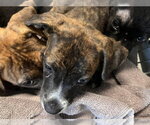 Small American Staffordshire Terrier Mix
