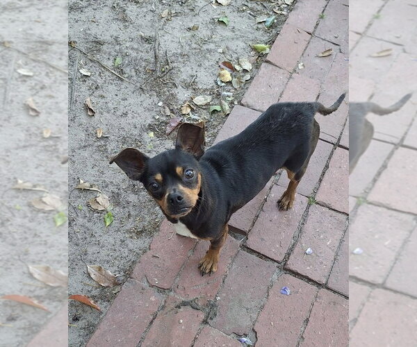 Medium Photo #1 Miniature Pinscher-Unknown Mix Puppy For Sale in Mobile, AL, USA