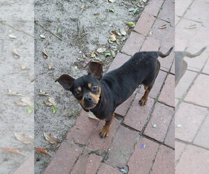 Miniature Pinscher-Unknown Mix Dogs for adoption in Mobile, AL, USA