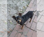 Small Miniature Pinscher Mix