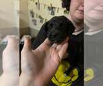 Small Photo #2 Mutt Puppy For Sale in Aurora, IN, USA