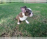 Small Photo #1 French Bulldog Puppy For Sale in SIMI VALLEY, CA, USA