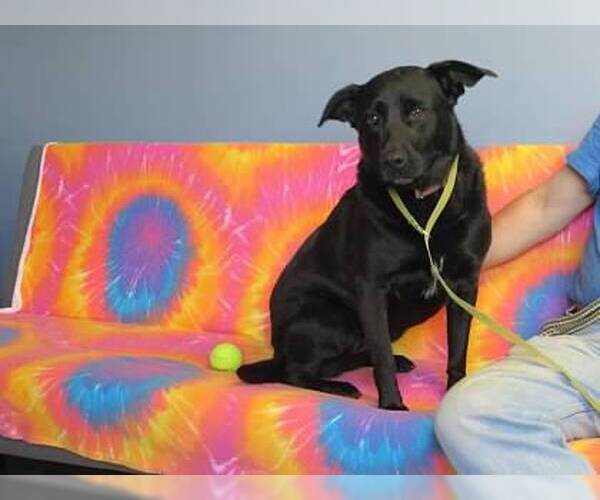 Medium Photo #11 Labrador Retriever-Unknown Mix Puppy For Sale in Minneapolis, MN, USA