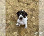 Puppy Sebago German Shorthaired Pointer