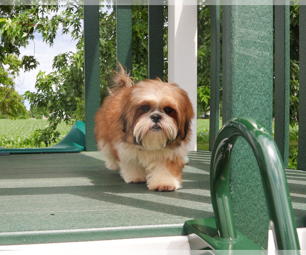 Medium Photo #6 Shih Tzu Puppy For Sale in SYRACUSE, IN, USA