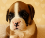 Small #1 Boxer