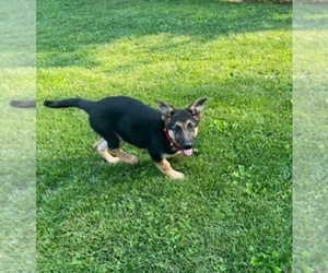 German Shepherd Dog Puppy for sale in UPPERSTRASBURG, PA, USA