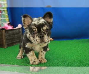 French Bulldog Puppy for Sale in HICKORY, North Carolina USA