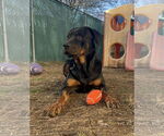 Small #3 Rottweiler Mix