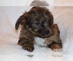 Small #10 Yorkiepoo mix (+ Poodle Toy)