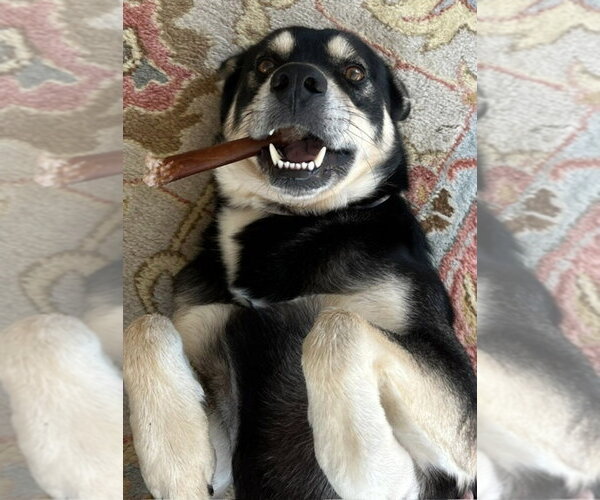Medium Photo #3 German Shepherd Dog Puppy For Sale in Lakewood, CO, USA