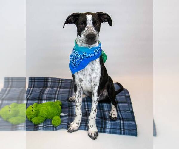 Medium Photo #2 Border Collie-Unknown Mix Puppy For Sale in Kennesaw, GA, USA