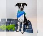 Small #1 Border Collie Mix