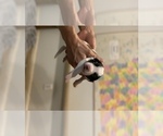 Small Photo #2 Saint Bernard Puppy For Sale in COLBERT, GA, USA