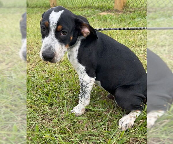 Medium Photo #6 Pointer-Unknown Mix Puppy For Sale in Tarrytown, GA, USA