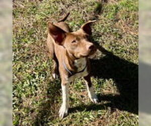 Mutt Dogs for adoption in McCormick, SC, USA