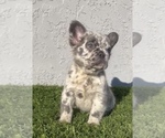 Small Photo #17 French Bulldog Puppy For Sale in MIAMI, FL, USA