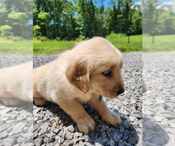 Medium Photo #2 Golden Retriever Puppy For Sale in OLIVER SPRINGS, TN, USA