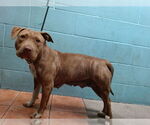 Small American Pit Bull Terrier