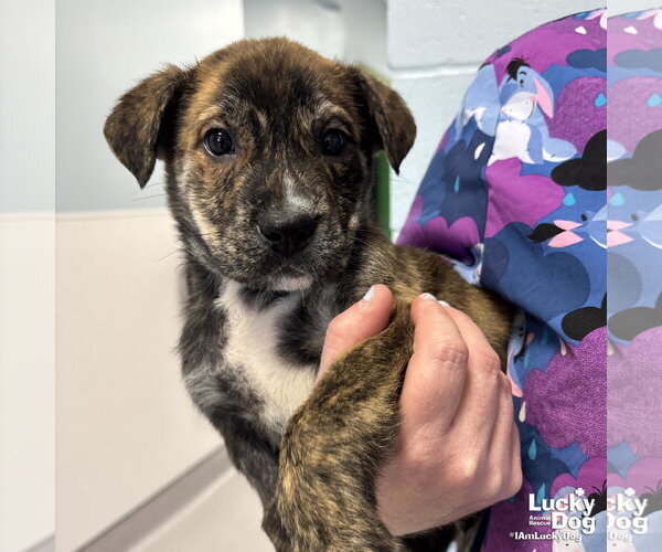 Medium Photo #1 Labrador Retriever-Unknown Mix Puppy For Sale in Washington, DC, USA