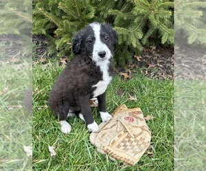 Bernedoodle Puppy for sale in MIDDLEBURY, IN, USA