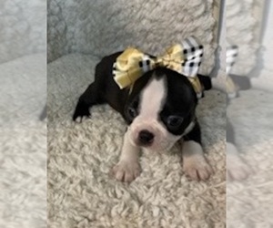 Boston Terrier Puppy for sale in CRKD RVR RNCH, OR, USA