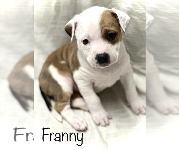 Medium Photo #1 American Bully Puppy For Sale in SIOUX CITY, IA, USA