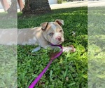 Small Photo #7 American Bully Puppy For Sale in HIALEAH, FL, USA