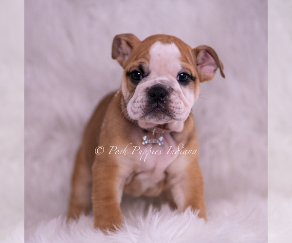 Medium Photo #3 Bulldog Puppy For Sale in WARSAW, IN, USA