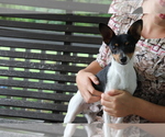 Small Photo #1 Fox Terrier (Smooth)-Jack Russell Terrier Mix Puppy For Sale in SHILOH, OH, USA