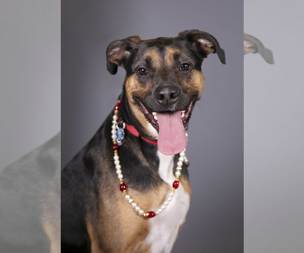 Medium Photo #3 Shepweiller Puppy For Sale in Princeton, MN, USA