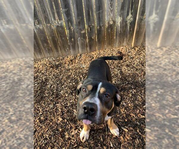 Medium Photo #2 American Bulldog Puppy For Sale in London, Ontario, Canada