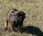 Small Photo #7 French Bulldog Puppy For Sale in MAYO, FL, USA