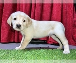 Puppy 7 Aussiedoodle-Australian Labradoodle Mix