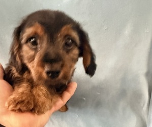 Dorkie Puppy for sale in NEGLEY, OH, USA