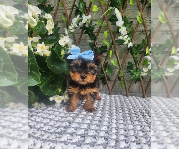 Medium Photo #4 Morkie Puppy For Sale in INDIANAPOLIS, IN, USA