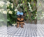 Small #3 Morkie